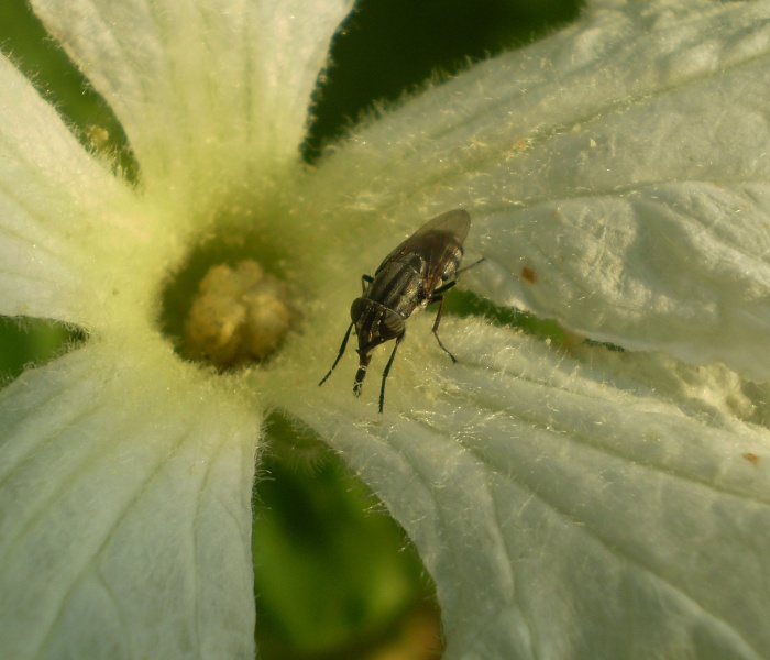 Stomorhina lunata (Calliphoridae)